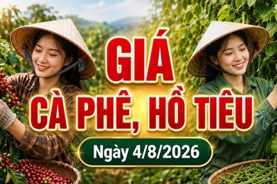 Giá cà phê hôm nay 4/8 giảm, hồ tiêu mất 1.000 đồng/kg