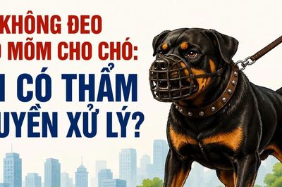 Infographic Không đeo rọ mõm cho chó: Ai có thẩm quyền xử lý?