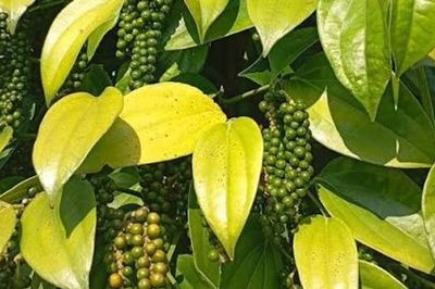 Giá tiêu hôm nay 4/8/2026: Trong nước giữ mức 138.000–141.000 đồng/kg, xuất khẩu tăng mạnh về lượng