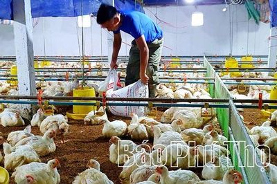 Phát triển chăn nuôi theo hình thức trang trại