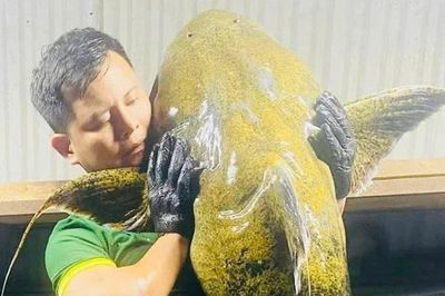 Tròn vị đặc sản cá chiên Đất Tổ