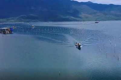 Nuôi hàu treo dây trên đầm Lập An