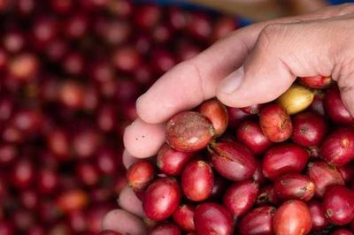 Giá cà phê giảm nhẹ 200-300 đồng/kg, thị trường đi ngang