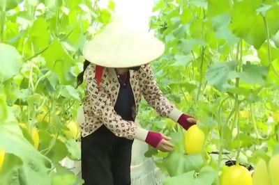 Giảm thời gian cấp mã số vùng trồng tạo lợi thế nông sản