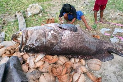 3 cậu bé kéo được sinh vật khổng lồ từ dưới biển lên bờ, ai nhìn cũng sửng sốt