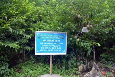 Gỡ vướng cấp mã số vùng trồng, cơ sở đóng gói