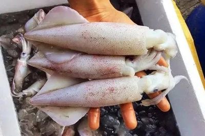 Mực có 5 dấu hiệu này, rẻ đến mấy cũng không nên mua