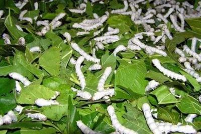Lâm Đồng: Triển khai các giải pháp bảo tồn và phát triển nghề trồng dâu nuôi tằm