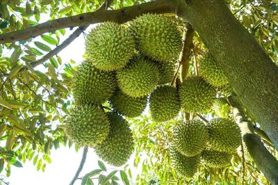 Tình trạng nhiễm Cadimi trên cây sầu riêng: Nguyên nhân và giải pháp xử lý bền vững