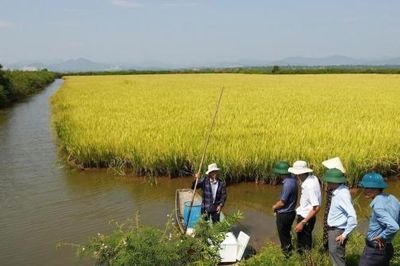 Nuôi tôm càng xanh 'vượt lũ' thích ứng với biến đổi khí hậu