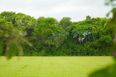 Bí ẩn rừng lộc vừng hơn 500 tuổi, báu vật được người dân Huế gìn giữ