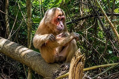 Chuyện lạ giữa rừng Pù Mát: Khỉ mặt đỏ đi theo đoàn kiểm lâm