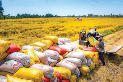 Nâng chất giá trị gạo Việt
