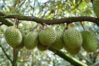 Giá sầu riêng tăng trở lại