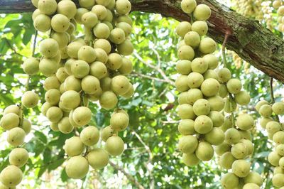 Mùa dâu Hạ Châu ở Cần Thơ