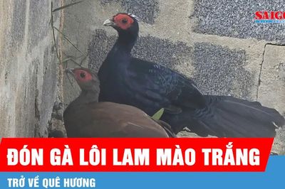 Đón 10 cá thể gà lôi lam mào trắng từ châu Âu trở về Quảng Trị