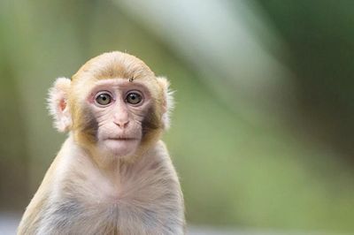Loài khỉ cũng có tư duy hình học giống như con người