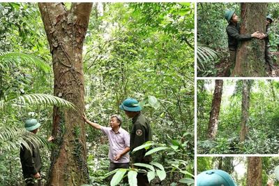 Báu vật rừng lim trăm tuổi giữa đại ngàn Trường Sơn