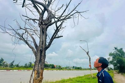 Hai dự án cây xanh chưa bàn giao, hàng trăm cây đã chết khô