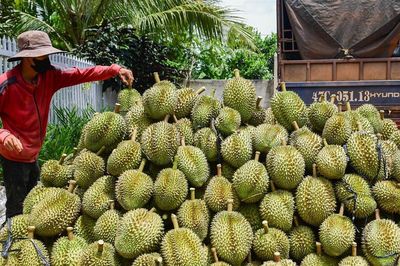 Xuất khẩu sầu riêng tăng mạnh, vì sao giá ngày càng rẻ?