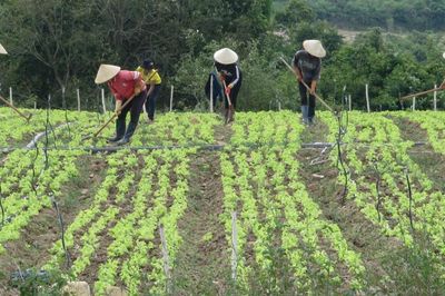 Hỗ trợ đất sản xuất cho đồng bào: Khi địa phương 'bỏ khó, chọn dễ'