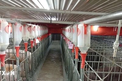Gia Lai chấp thuận hai dự án chăn nuôi công nghệ cao trị giá hơn 3.600 tỷ đồng