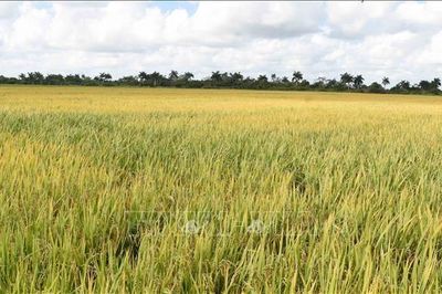 Việt Nam bàn giao gạo sản xuất tại Cuba cho đối tác