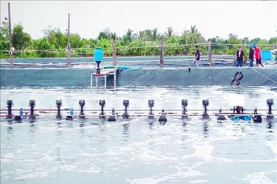 Nhân rộng mô hình nuôi tôm thẻ siêu thâm canh theo hướng bền vững