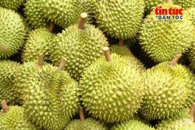 Xuất khẩu sầu riêng hướng tới mục tiêu vượt mốc 4 tỷ USD