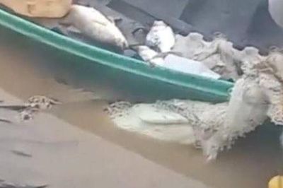 Đi thu lưới, ngư dân nhìn thấy cảnh tượng nổi da gà trên sông