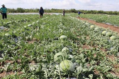 Dưa hấu Gò Công vươn xanh trên vùng đất mặn Đồng Tháp