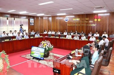 Giống lúa tái sinh sau thu hoạch gây chú ý tại ĐBSCL