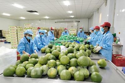 7 tháng thu ngân sách từ xuất nhập khẩu tăng gần 19%