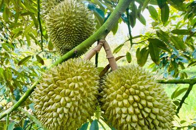 Tiếp sức cho nông sản Việt vào thị trường Trung Quốc