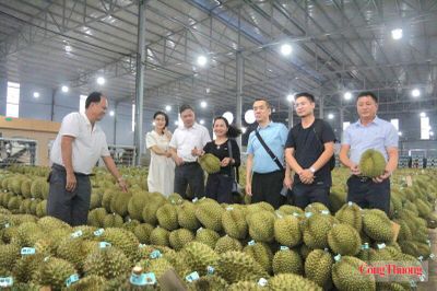Lễ hội Sầu riêng Đắk Lắk 2026: Kỳ vọng mở rộng cánh cửa xuất khẩu