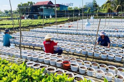 Làng hoa Sa Đéc bước vào vụ hoa tết năm 2027