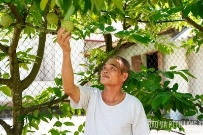 Làm giàu từ cây ăn quả