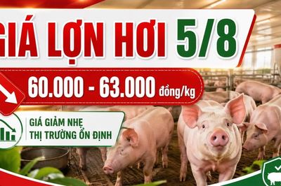 Giá lợn hơi hôm nay 5/8: Nhiều địa phương tiếp tục giảm