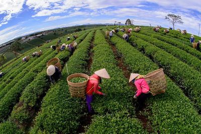 Ðể xứ trà Bảo Lộc góp sức cho du lịch Lâm Ðồng