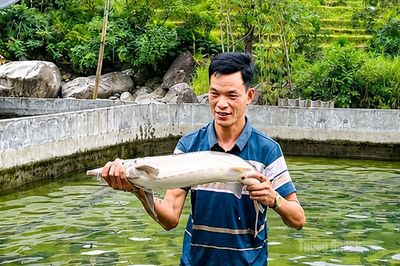 Cá tầm Tây Côn Lĩnh