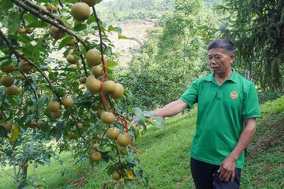 Thu nhập cao từ cây lê VH6