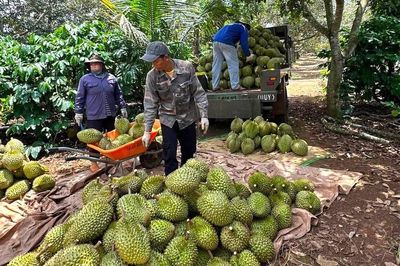 Đắk Lắk kỳ vọng đón 300.000 lượt khách tại Lễ hội Sầu riêng 2026