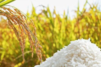 Ngày 5/8: Giá lúa gạo tại Đồng bằng sông Cửu Long ít biến động