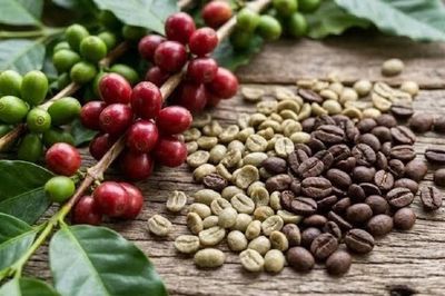 Ngày 5/8: Giá cà phê có xu hướng chững lại, hồ tiêu ổn định