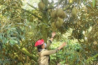 Từ truy xuất nguồn gốc đến bảo hộ tài sản trí tuệ: 'Vé thông hành' cho nông sản xuất khẩu