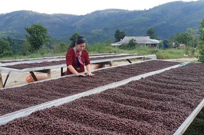 HTX tạo giá trị mới cho cà phê Khe Sanh bằng sở hữu trí tuệ