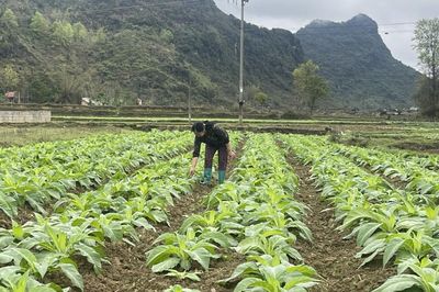 Phê duyệt và công bố kết quả thống kê diện tích đất đai năm 2025