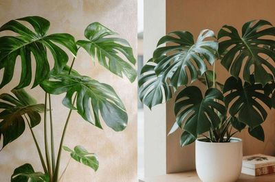 90% gia đình đặt trầu bà lá xẻ sai vị trí mà không hề hay biết: 4 vị trí nên tránh theo quan niệm phong thủy