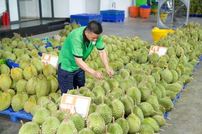 Gỡ 'vòng kim cô', mở lối cho trái cây Việt xuất ngoại
