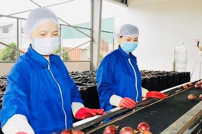 Xuất khẩu rau quả duy trì tốc độ tăng trưởng cao